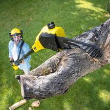 Best Lawn Disease Treatment  in Marquette Heights, IL