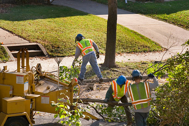 Best Tree and Shrub Care  in Marquette Heights, IL