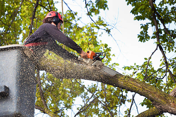 Best Seasonal Cleanup (Spring/Fall)  in Marquette Heights, IL