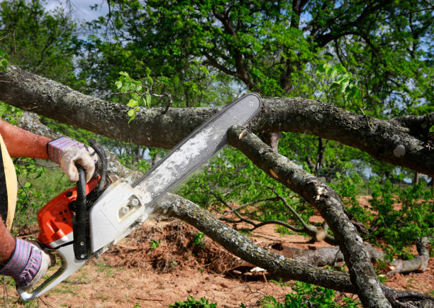 Best Arborist Consultation Services  in Marquette Heights, IL